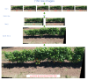 . Example of use stitching technique to avoid duplicate grape bunch detection and counting in consecutive frames.